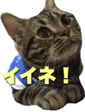 American Shorthair POKO sticker #15876114