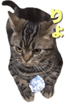 American Shorthair POKO sticker #15876115