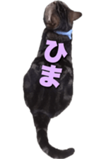 American Shorthair POKO sticker #15876116