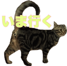 American Shorthair POKO sticker #15876117