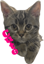 American Shorthair POKO sticker #15876118