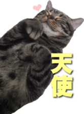 American Shorthair POKO sticker #15876119