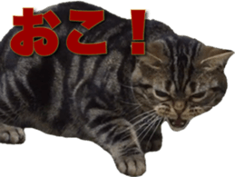 American Shorthair POKO sticker #15876122