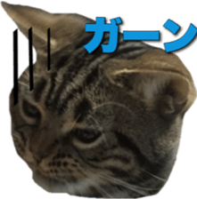 American Shorthair POKO sticker #15876123