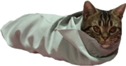 American Shorthair POKO sticker #15876125