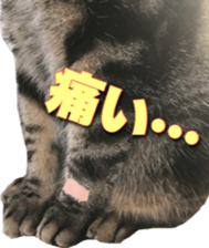 American Shorthair POKO sticker #15876126
