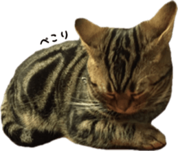 American Shorthair POKO sticker #15876127