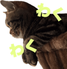 American Shorthair POKO sticker #15876128