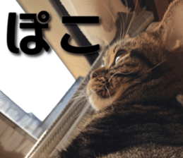 American Shorthair POKO sticker #15876129