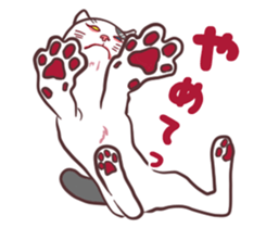 odd eye cat "KOUME" sticker #15876950