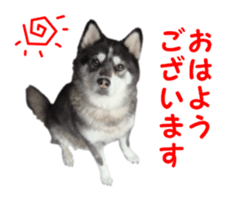 Every day Siberian husky sticker #15884706