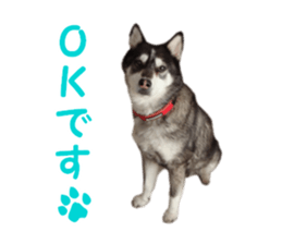 Every day Siberian husky sticker #15884707