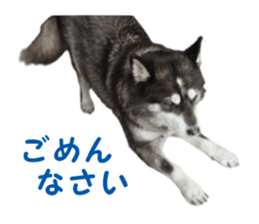 Every day Siberian husky sticker #15884708