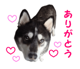 Every day Siberian husky sticker #15884709