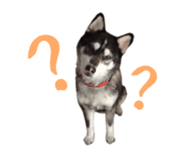 Every day Siberian husky sticker #15884710