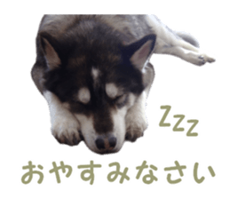 Every day Siberian husky sticker #15884711