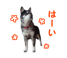 Every day Siberian husky sticker #15884712