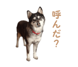 Every day Siberian husky sticker #15884713