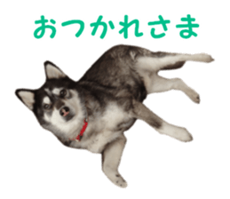 Every day Siberian husky sticker #15884714
