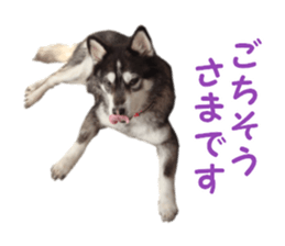 Every day Siberian husky sticker #15884715