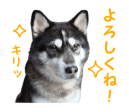 Every day Siberian husky sticker #15884716