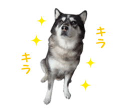 Every day Siberian husky sticker #15884717
