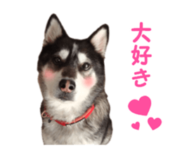 Every day Siberian husky sticker #15884718