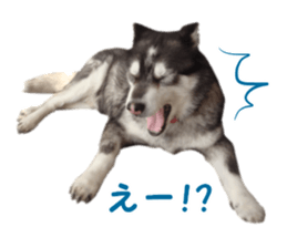 Every day Siberian husky sticker #15884719