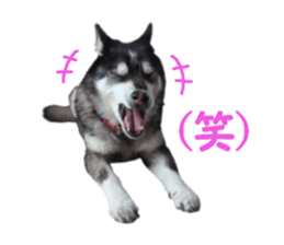 Every day Siberian husky sticker #15884721