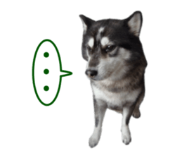 Every day Siberian husky sticker #15884722
