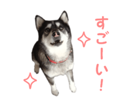 Every day Siberian husky sticker #15884723