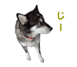 Every day Siberian husky sticker #15884724
