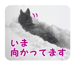 Every day Siberian husky sticker #15884725