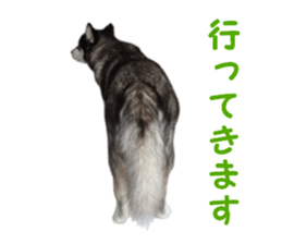 Every day Siberian husky sticker #15884727