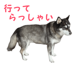Every day Siberian husky sticker #15884728