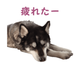 Every day Siberian husky sticker #15884729
