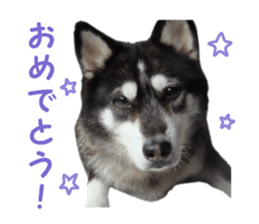 Every day Siberian husky sticker #15884730