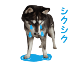 Every day Siberian husky sticker #15884731