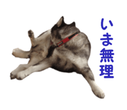 Every day Siberian husky sticker #15884732