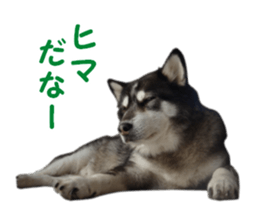 Every day Siberian husky sticker #15884733