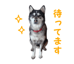 Every day Siberian husky sticker #15884734