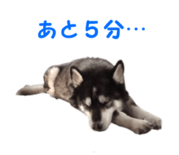 Every day Siberian husky sticker #15884735