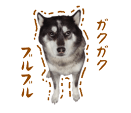 Every day Siberian husky sticker #15884736