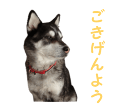 Every day Siberian husky sticker #15884737