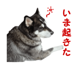 Every day Siberian husky sticker #15884738