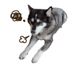 Every day Siberian husky sticker #15884739