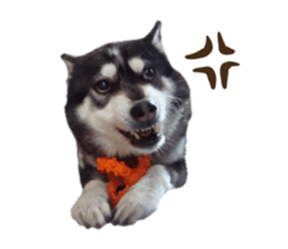 Every day Siberian husky sticker #15884740