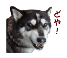 Every day Siberian husky sticker #15884741