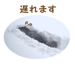 Every day Siberian husky sticker #15884742