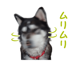 Every day Siberian husky sticker #15884743